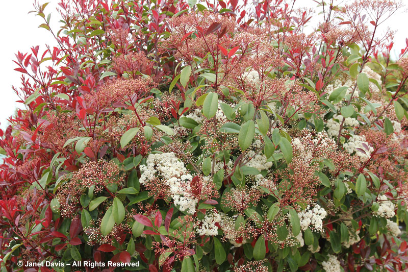 Photinia