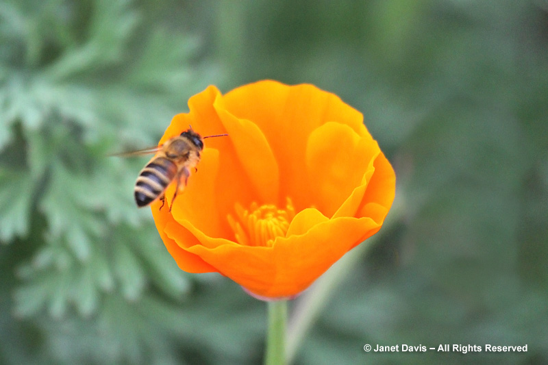 Though they offer no nectar, California poppies are an important source of pollen for insect pollinators, including honey bees.