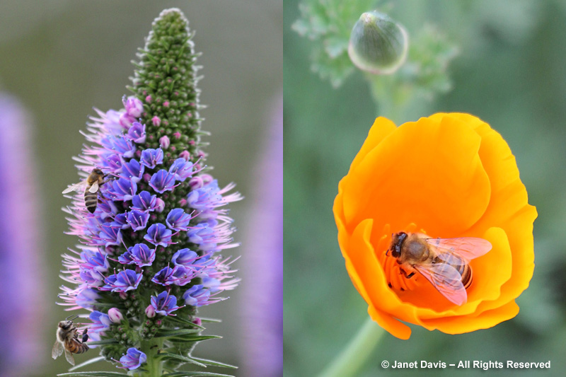 Pride-of-Madeira & California poppy