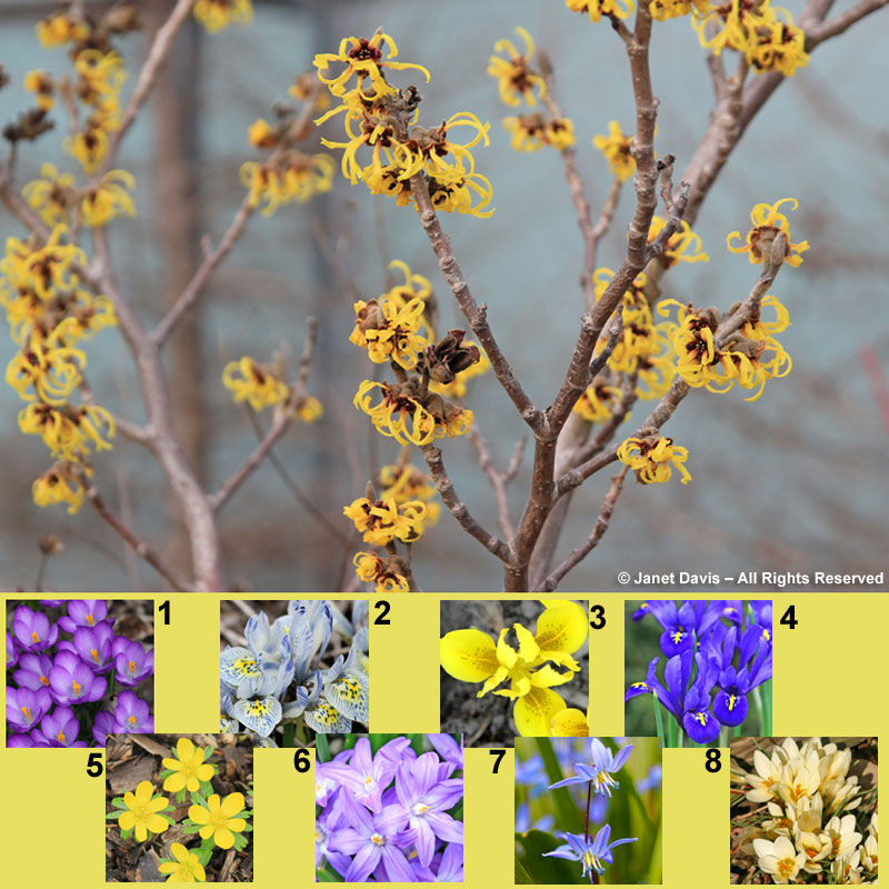 Eight spring-flowering bulbs for an Asian hybrid witch hazel.