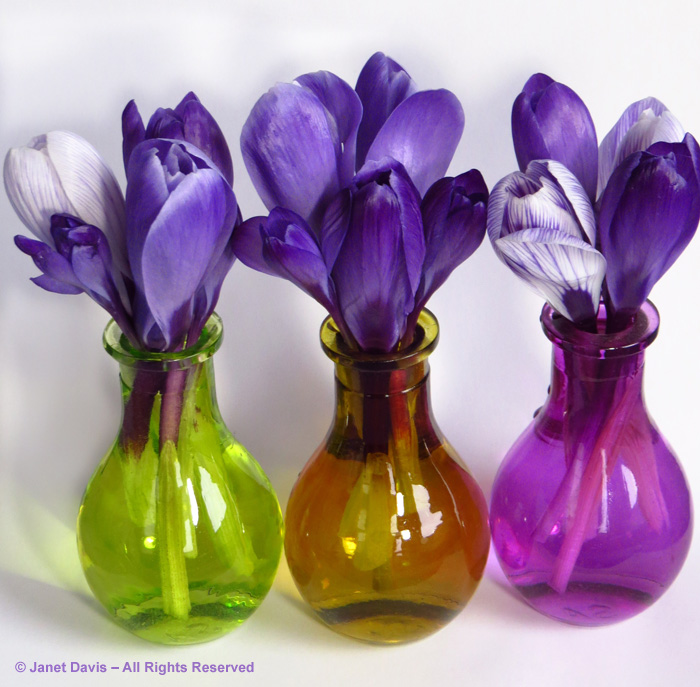 'Purple Remembrance' and 'Pickwick' Dutch crocuses in bud vases.