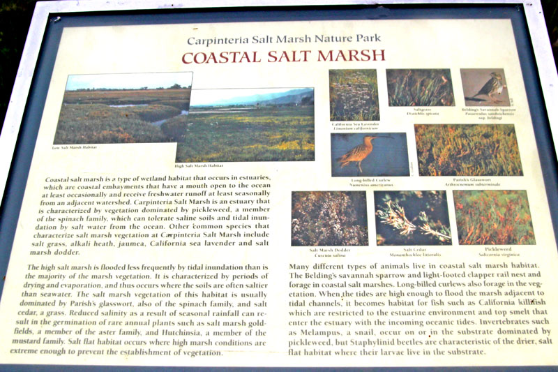 Salt Marsh Sign