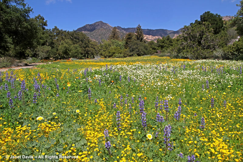 The meadow at the Santa Barbara Botanical Garden in March 2014, halfway through its renovation. 