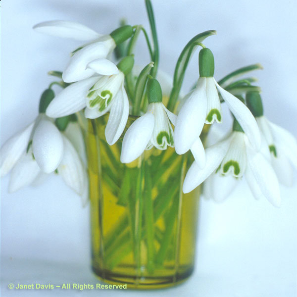 A nosegay of snowdrops in an antique shot glass.  Placed in a little vase like this, you can sniff their sweet perfume.