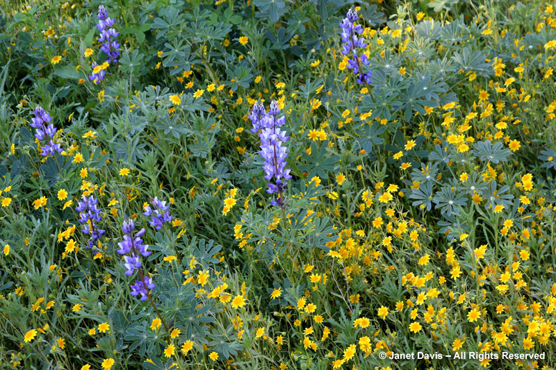 A classic blue-and-yellow spring combination of succulent or Arroyo lupines (Lupinus succulentus) in a darpet of goldfields (Lasthenia californica).