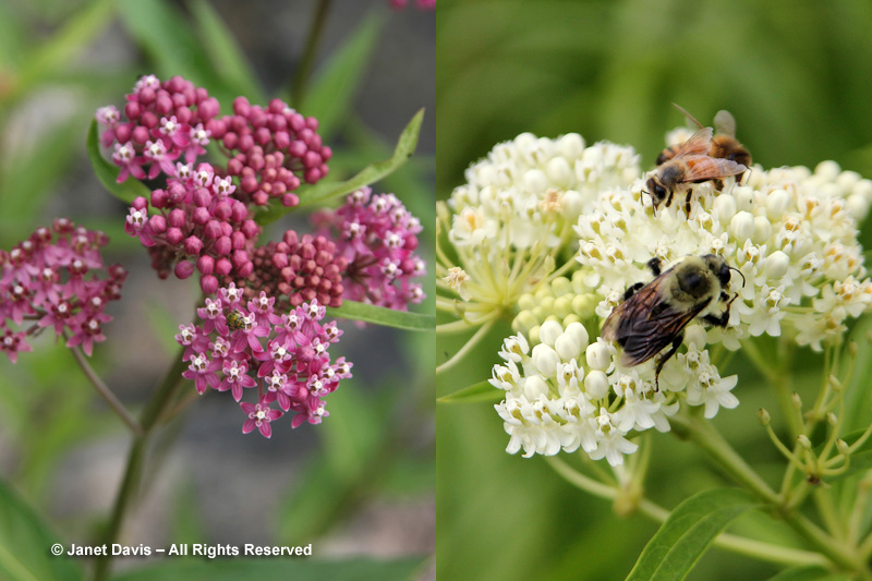 Swamp milkweed, both the pink and white forms, are beautiful, pollinator-attracting perennials for an irrigated garden or a naturally-damp spot.