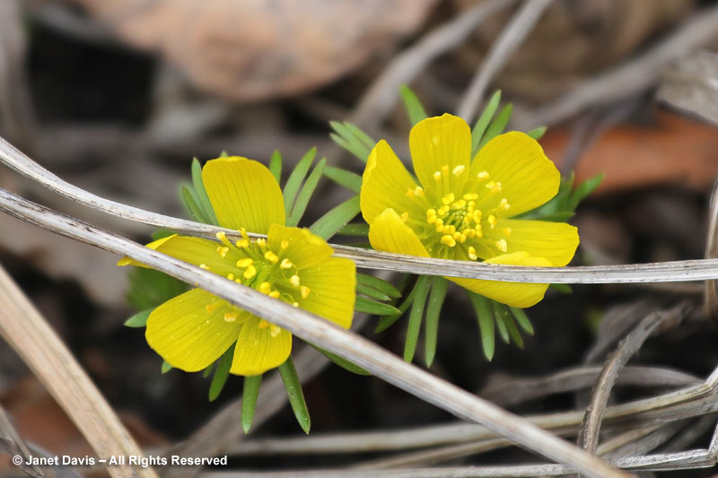 Winter aconites (Eranthis hyemalis) are among the earliest spring bulbs to flower, but tend to close in the afternoon or on colder days.  When open, they are very attractive to bees.