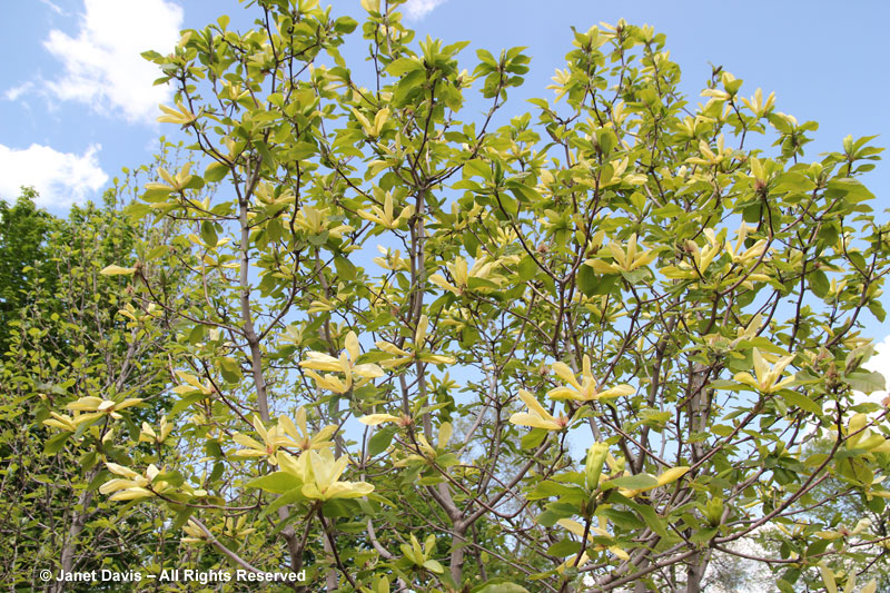 Magnolia 'Sunburst'