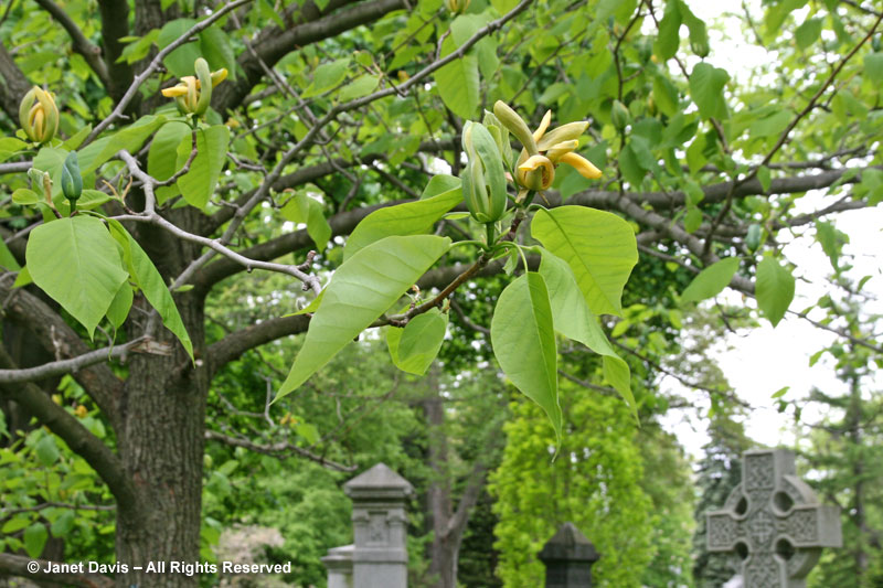 Magnolia acuminata branch