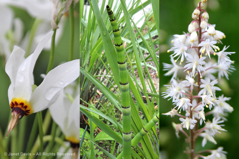 Shooting-star-Horsetails-Foamflower