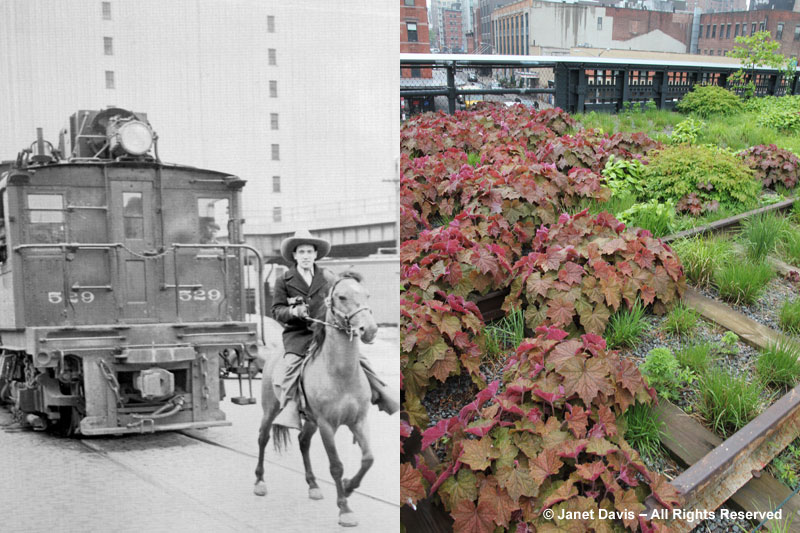 Horses and Heucheras