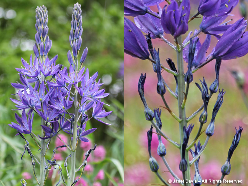 Camassia leichtlinii with twisted tepals