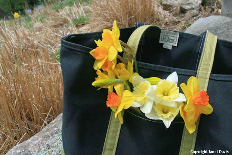 Daffodils heading home in the L.L.Bean bag