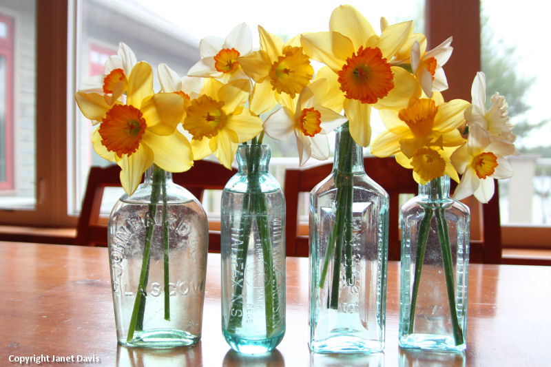 Daffodils in vintage bottles
