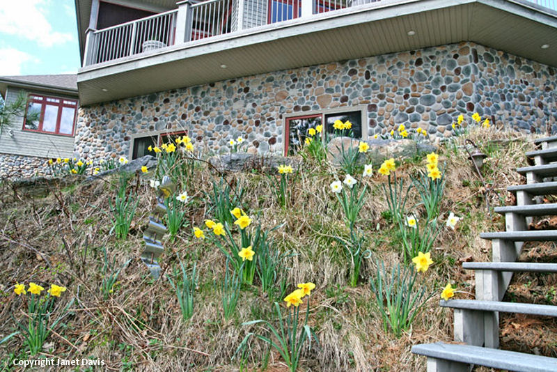 Daffodils on the hillside