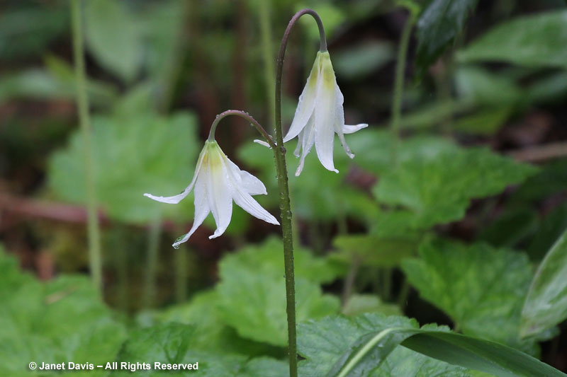 Fawn Lily-Erythronium oregonum