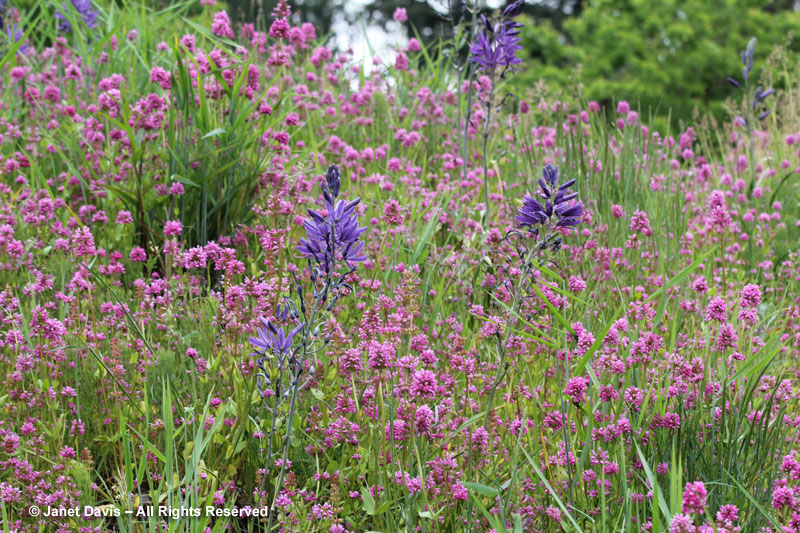 Great camas & sea blush