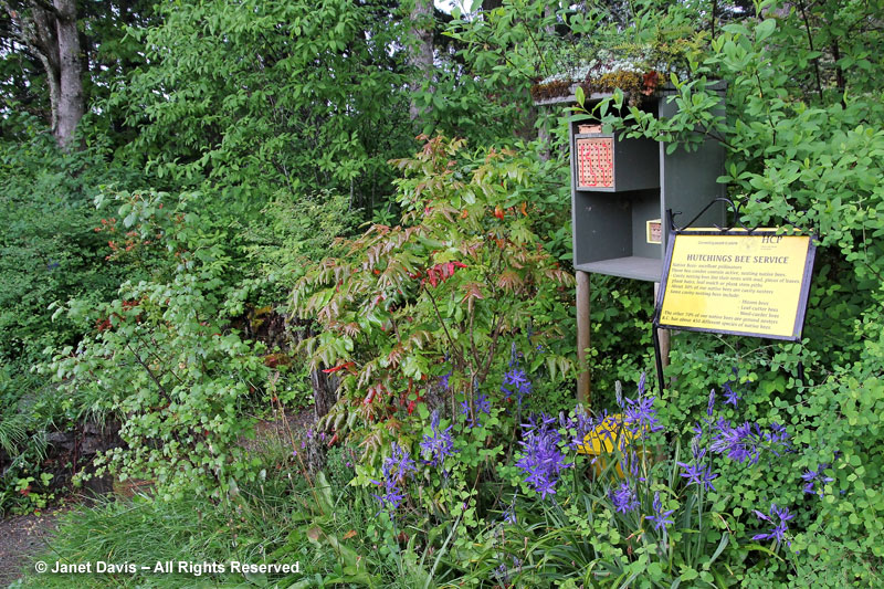 HCP Native Garden & bee box