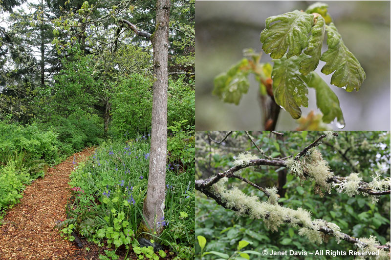 HCP's Garry Oak Woodland