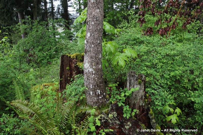 HCP's Native Plant Woodland