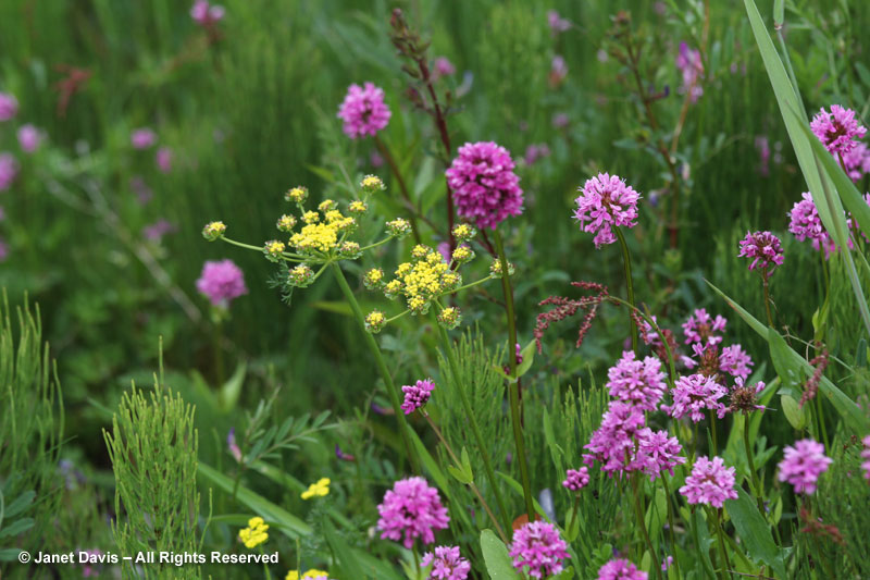 Lomatium utriculatum & sea blush