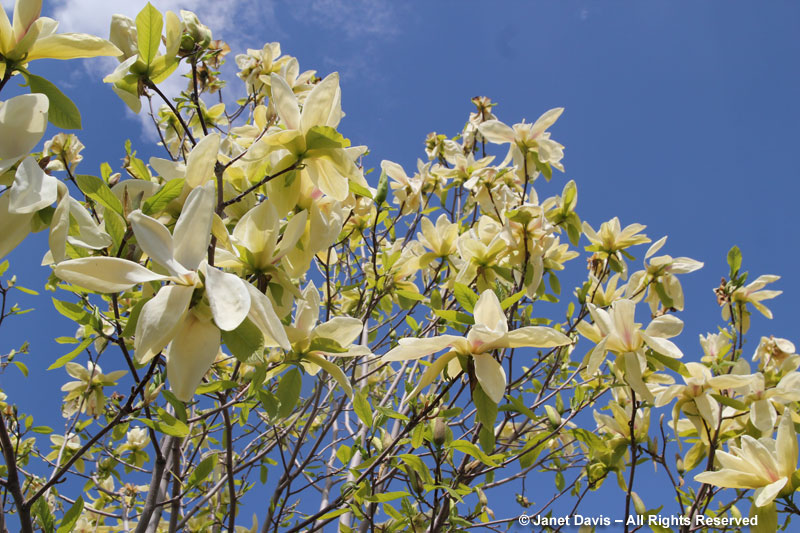 Magnolia 'Banana Split'