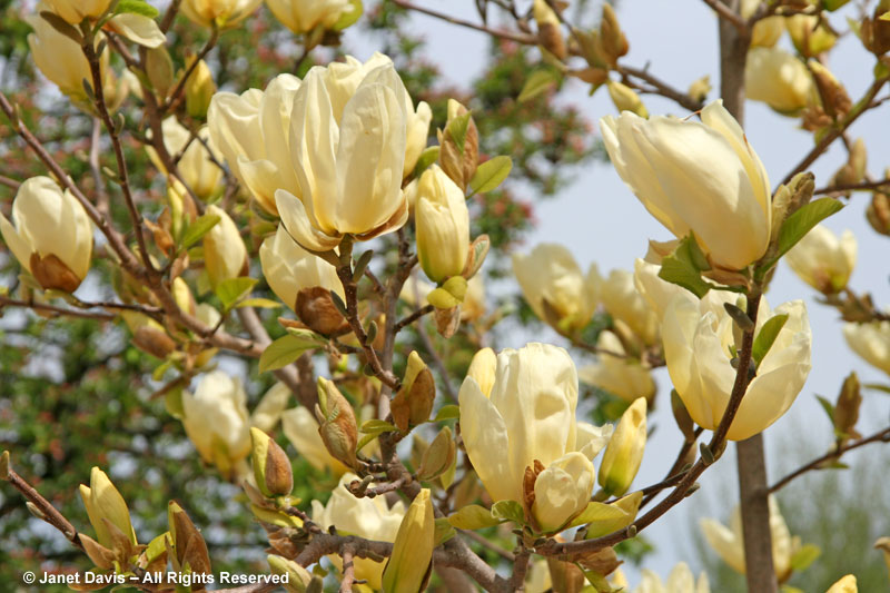 Magnolia 'Elizabeth' 