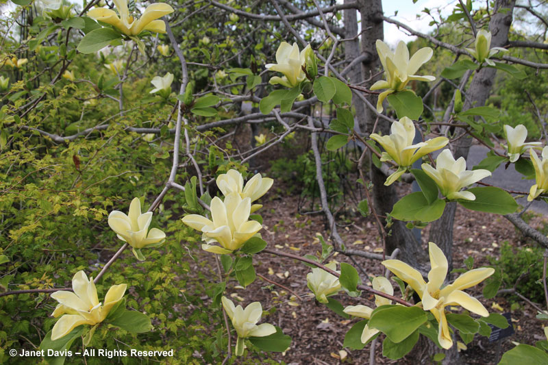 Magnolia 'Golden Endeavor'