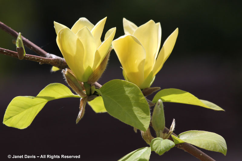 Magnolia 'Golden Goblet'