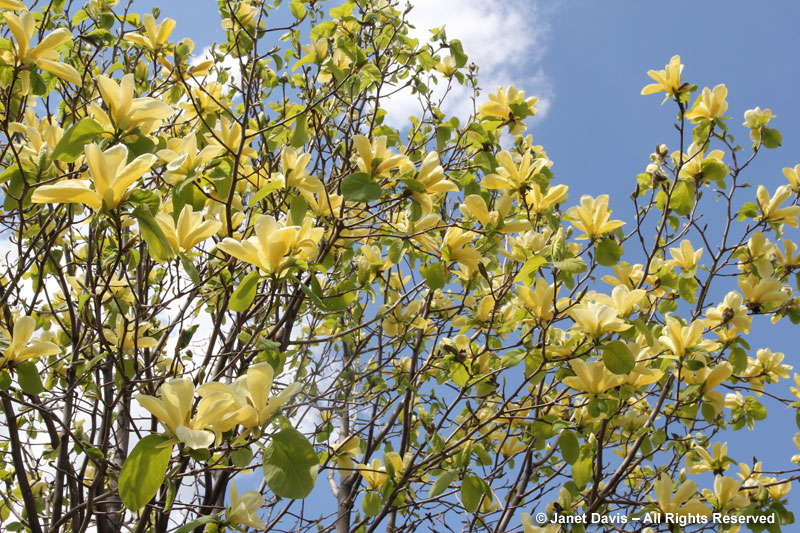 Magnolia 'Golden Sun'