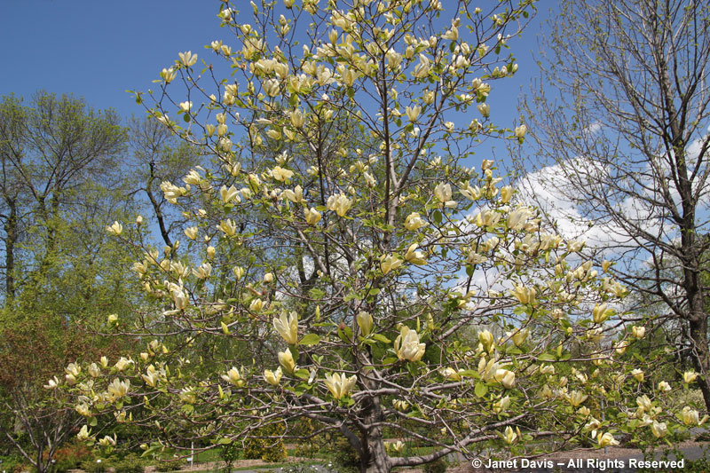 Magnolia 'Limelight' 