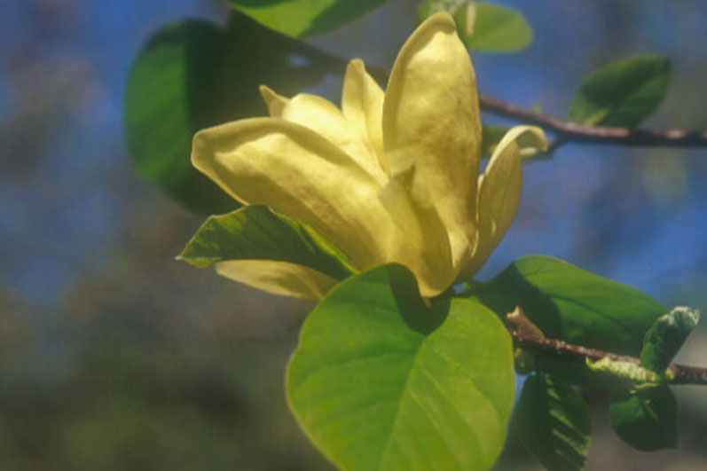 Magnolia 'Lois'