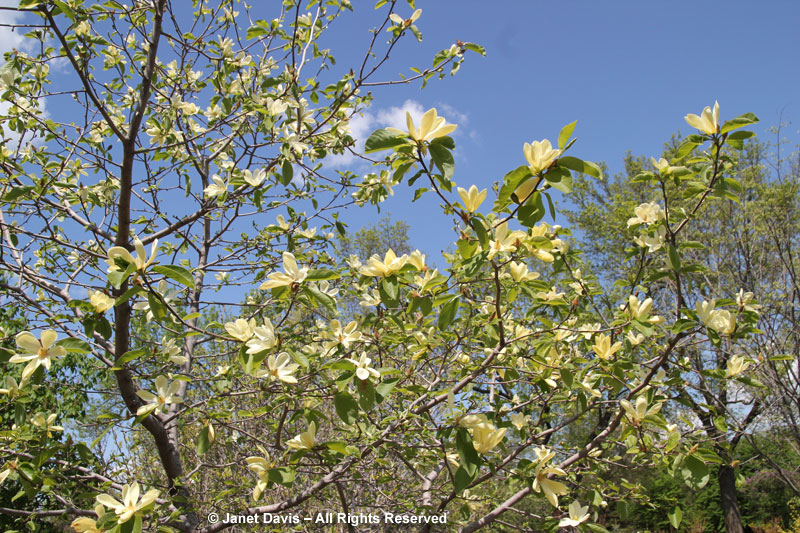 Magnolia 'Maxine Merrill'