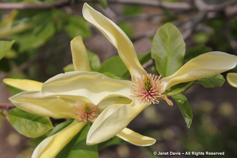 Magnolia 'Sunburst' - closeup