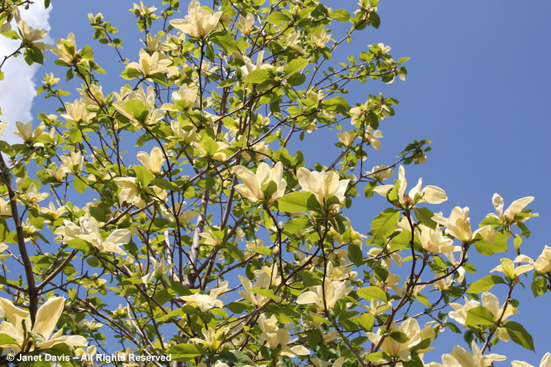 Magnolia 'Tranquility' 