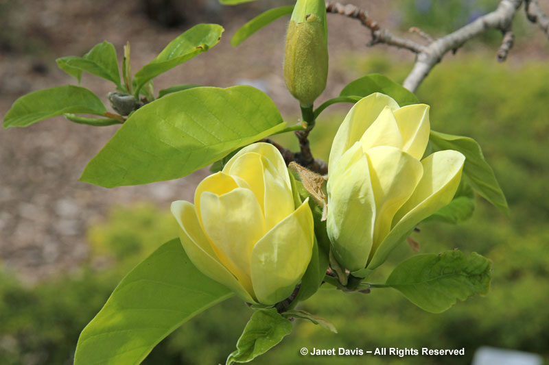 Magnolia-'Yellow-Bird'