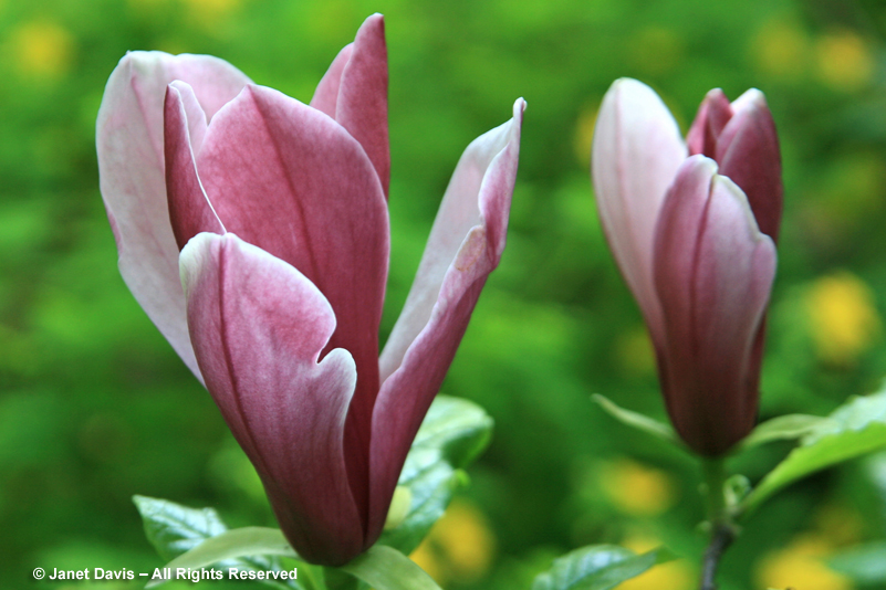 Magnolia liliiflora