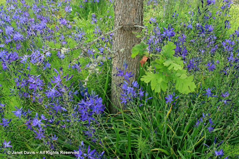 Quercus garryana & Camassia leichtlinii