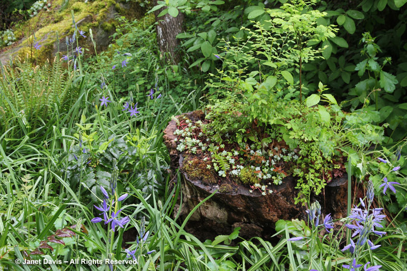 Stump planting