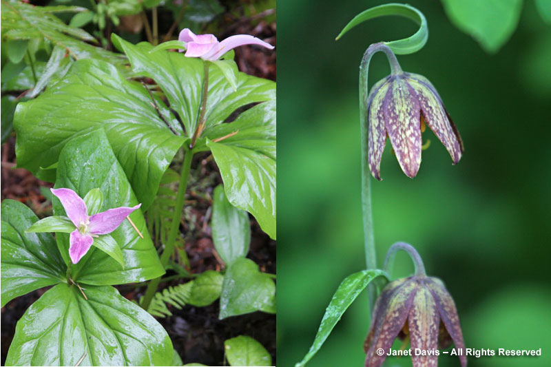 Trilllium ovatum & Fritillaria affinis var. affinis