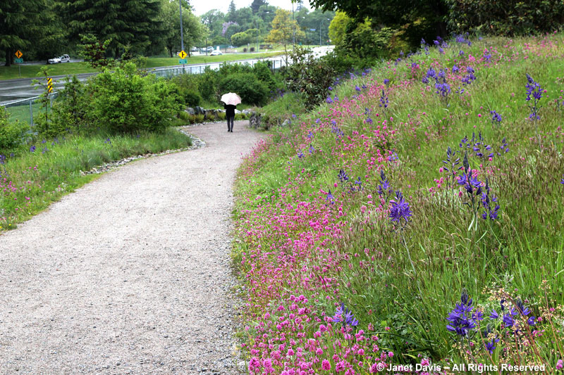 UBC's Garry Oak Meadow in early May