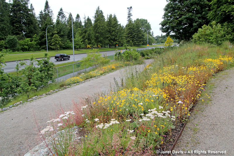 UBC's Garry Oak Meadow in late May