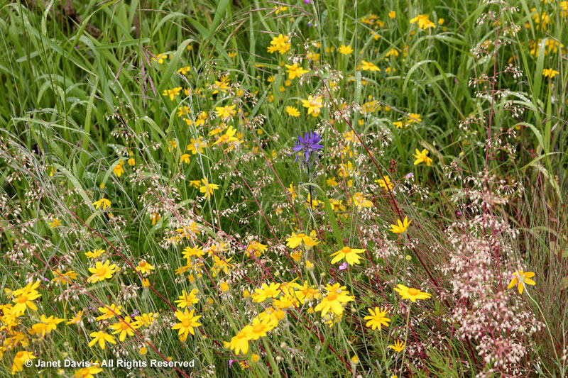 Wooly sunflower - Eriophyllum lanatum