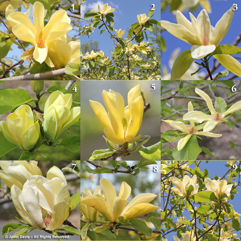 Yellow Magnolias at Montreal Botanical Garden