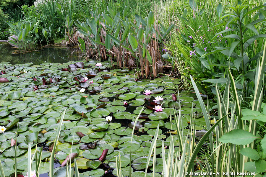 12-Waterlilies in a pond