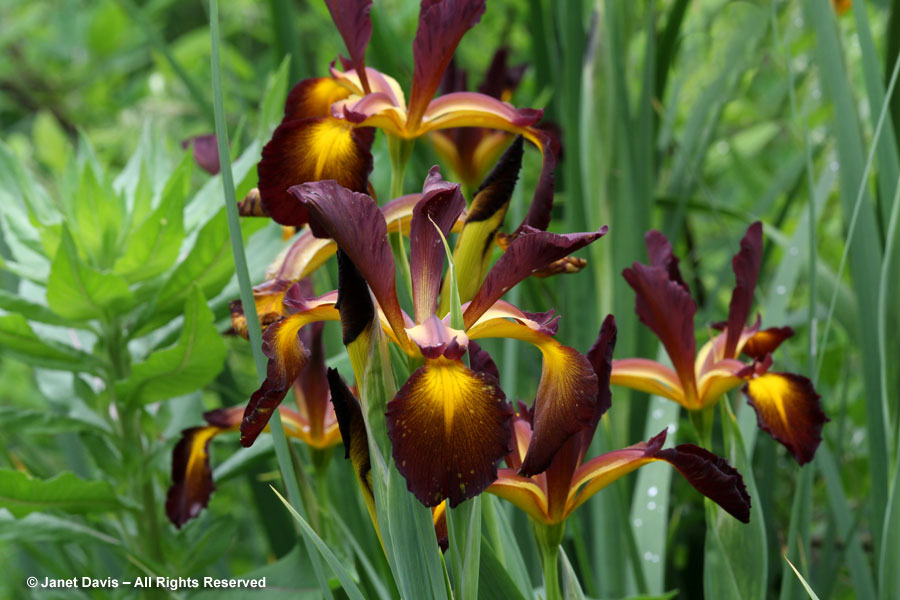 14-Iris spuria 'Cinnabar Red'