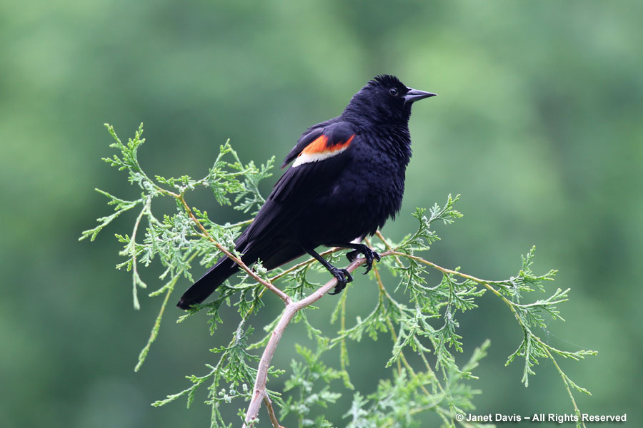 18-Red-winged blackbird
