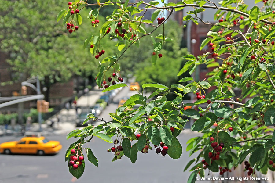 Allegheny serviceberry - A.laevis