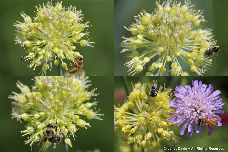 Bees on Allium obliquum & Knautia