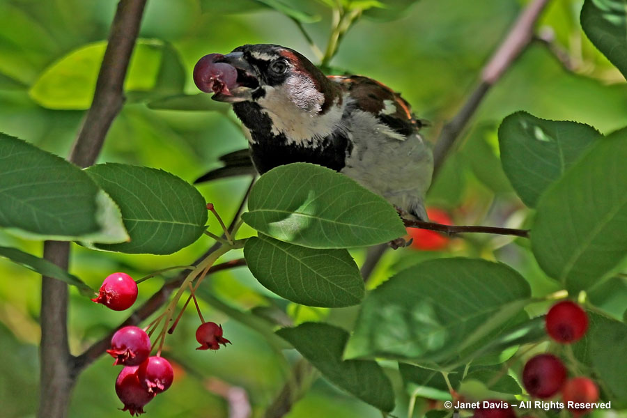 Bird eating serviceberry
